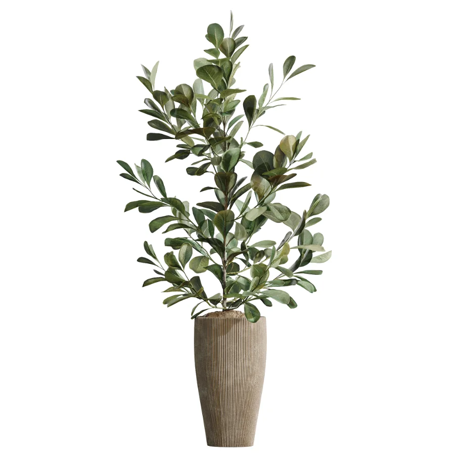 AV Indoor Plants Set 614 Olive Areca Palm Ficus microcarpa Cunjevoi Alocasia Image 1
