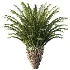 AV Plant Cycas Revoluta Palmfarn Palm Bush 02 - Thumbnail 1