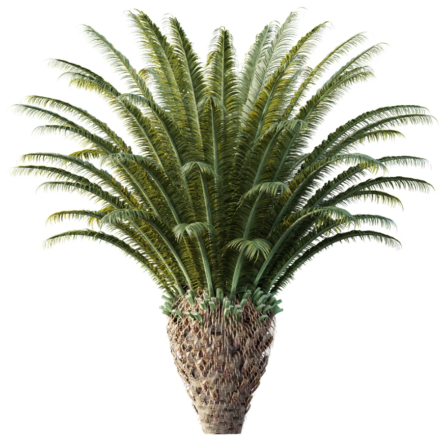AV Plant Cycas Revoluta Palmfarn Palm Bush 02 Image 1