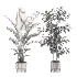 strelitzia-Nicolai-Ficus-Benjamina-Plant-set-028 - Thumbnail 3