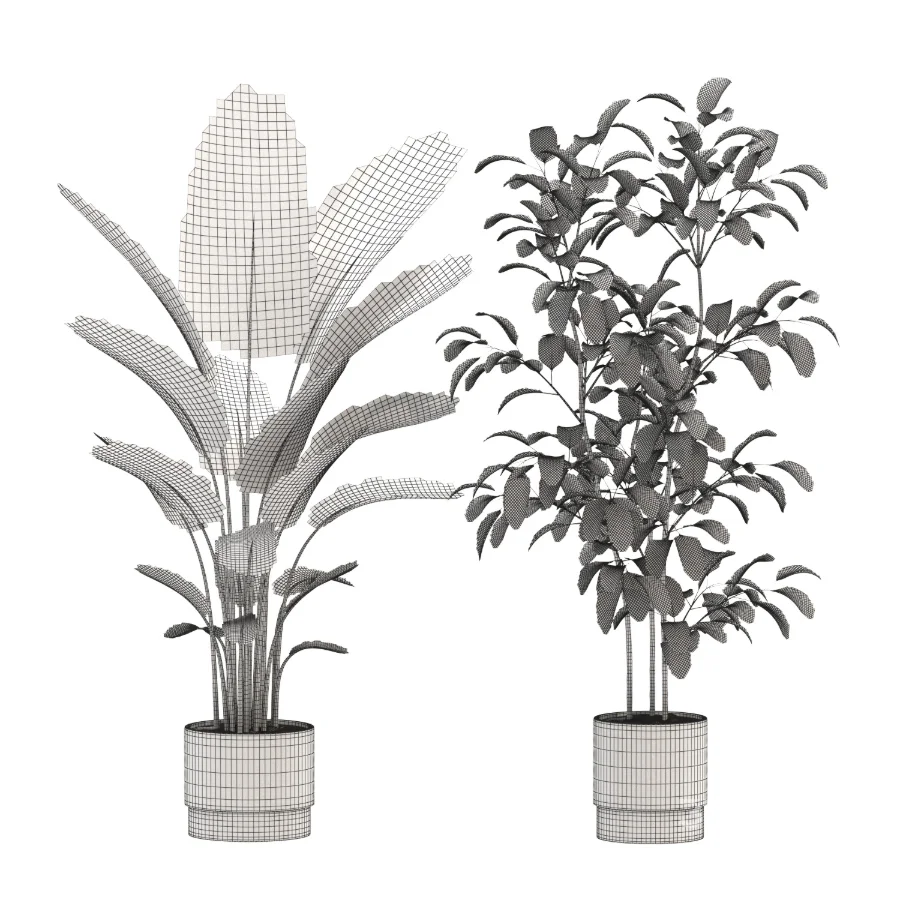 strelitzia-Nicolai-Ficus-Benjamina-Plant-set-028 Image 3