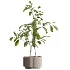 AV Indoor Plants Set 616 Olive Alocasia Elefantenohr Ficus Marginata Warneckii - Thumbnail 6