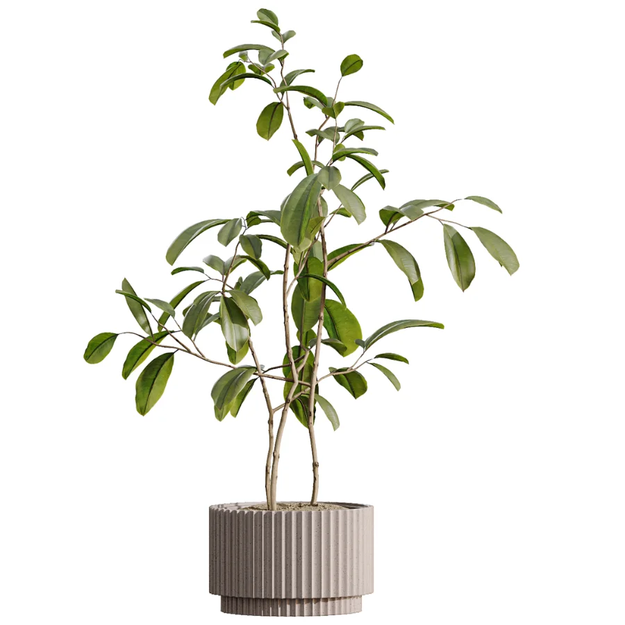 AV Indoor Plants Set 616 Olive Alocasia Elefantenohr Ficus Marginata Warneckii Image 6