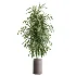 AV Indoor Plants Set 605 Ficus Binnendijkii Ficus Marginata Olive - Thumbnail 4