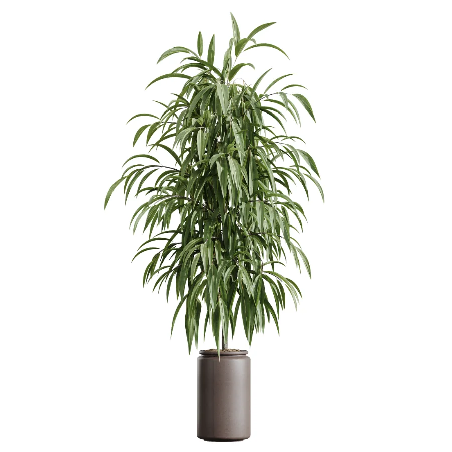 AV Indoor Plants Set 605 Ficus Binnendijkii Ficus Marginata Olive Image 4