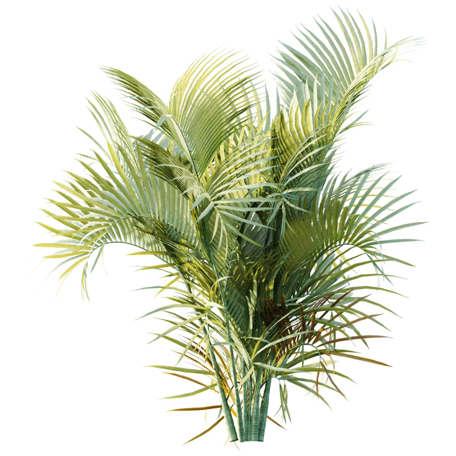 AV Plant Chrysalidocarpus Lutescens Palm Bush 02 Image 1
