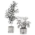 Ficus Benjamina- Monstera Plants-set027 - Thumbnail 3