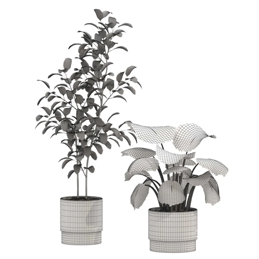 Ficus Benjamina- Monstera Plants-set027 Image 3