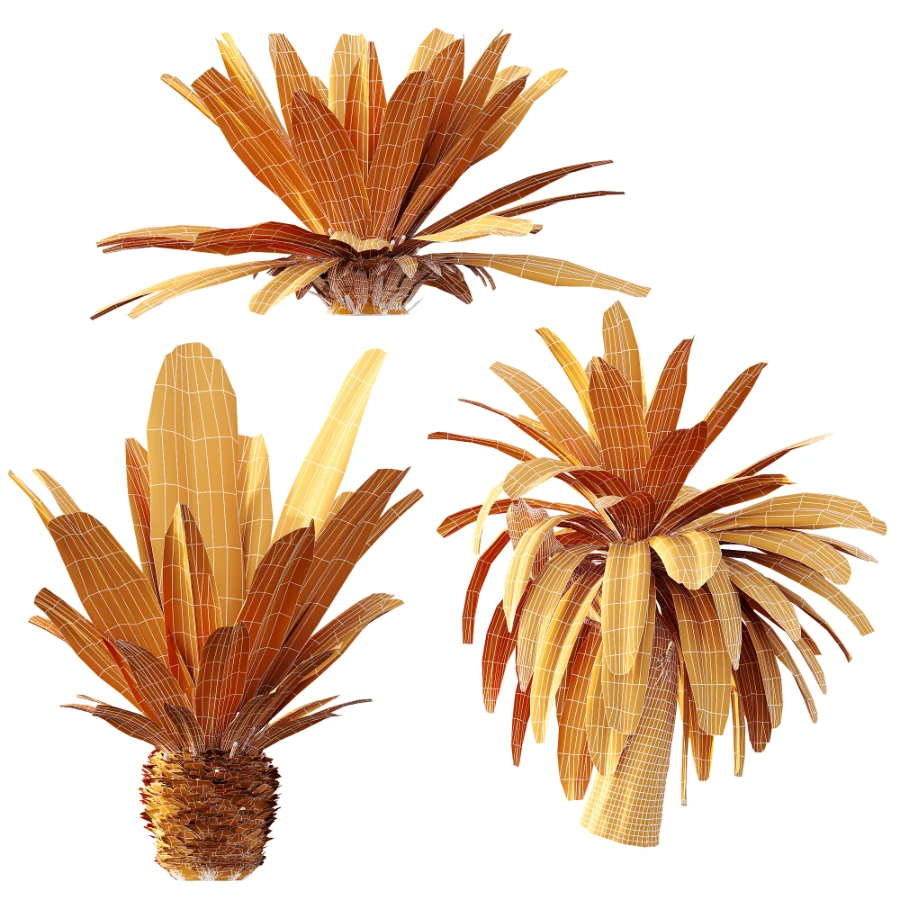 AV Plant Neottopteris Nidus 6 Palm Bush 01 Image 10
