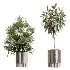 AV Indoor Plants Set 609 Ficus Cyathistipula Olive Palm Bird Of Paradise - Thumbnail 6