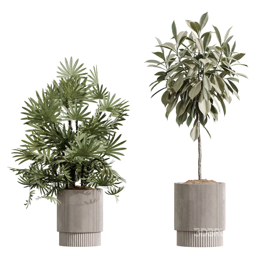 AV Indoor Plants Set 609 Ficus Cyathistipula Olive Palm Bird Of Paradise Image 6