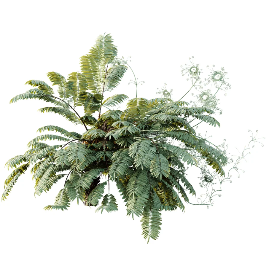 AV Plant Angiopteris Fokiensis Fern 6 Palm Bush 01 Image 2