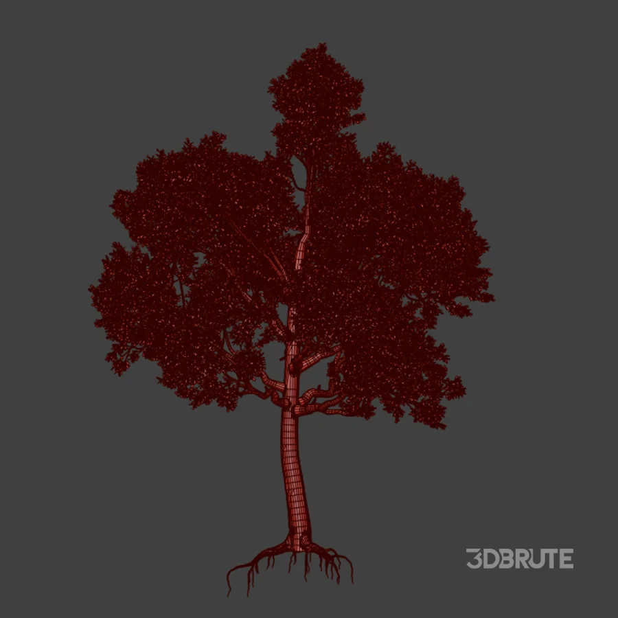 Tree 01 Image 4