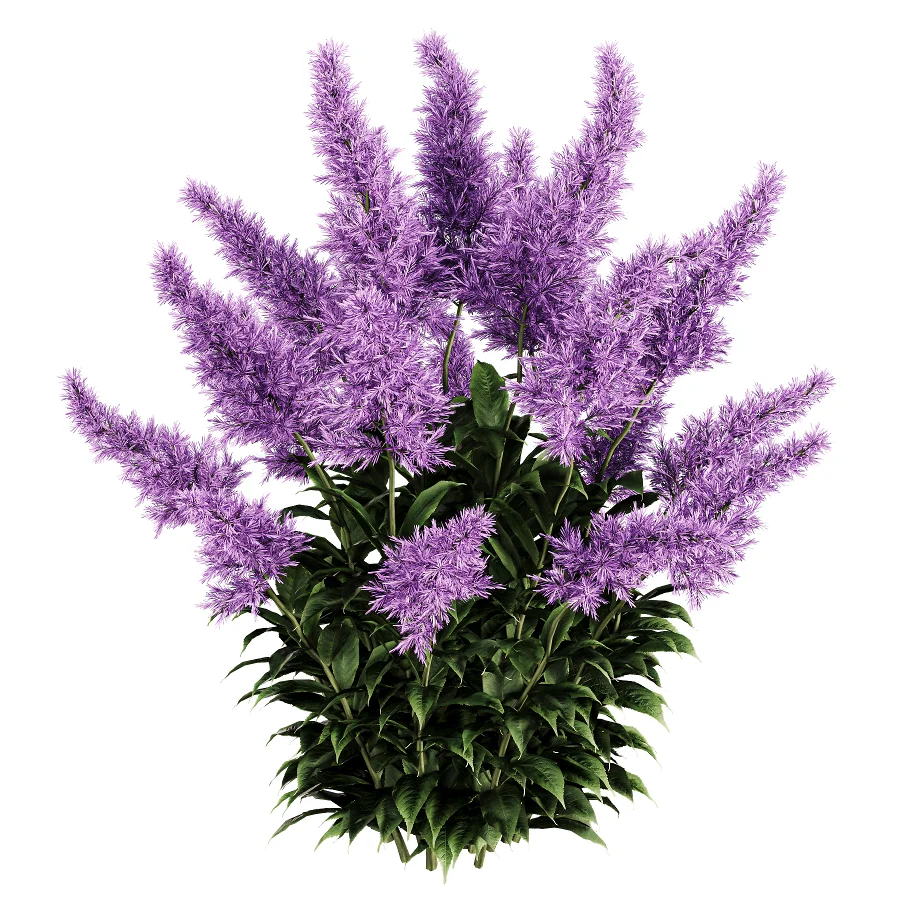 Astilbe Garden Plant Collection Image 2