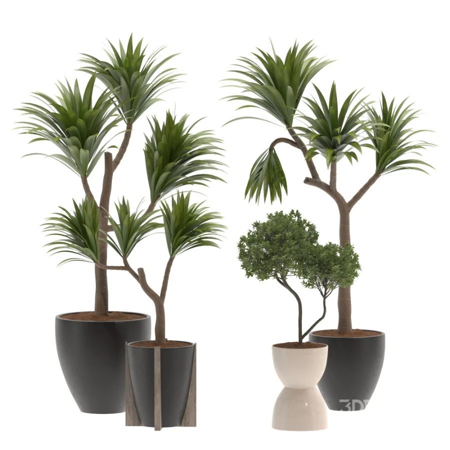 Indoor Plants Set 029-Yucca Elephantipes Image 2
