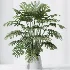 AV Indoor Plants Set 619 Elegant Monstera and Ficus Microcarpa Bonsai and Ficus Cyathistipula and Cat Reed Palm - Thumbnail 8