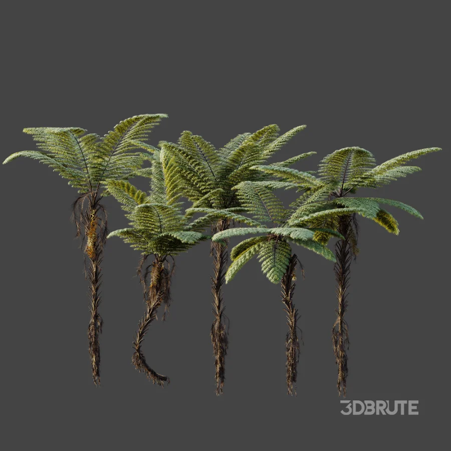 AV Plant Alsophila Spinulosa Fern Tree 01 Image 7