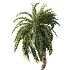 AV Plant Macrozamia Moorei Palm Tree 01 - Thumbnail 2