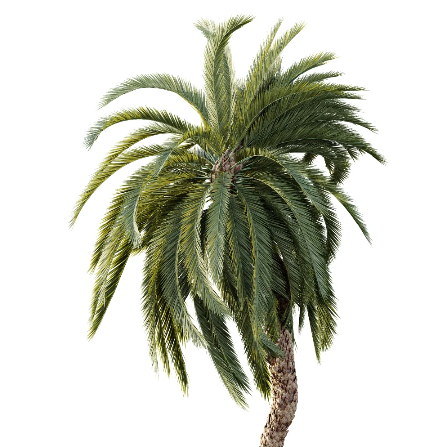 AV Plant Macrozamia Moorei Palm Tree 01 Image 2