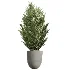 AV Indoor Plants Set 612 Ficus Aspidistra Palm Orange Calamondin Tree - Thumbnail 5