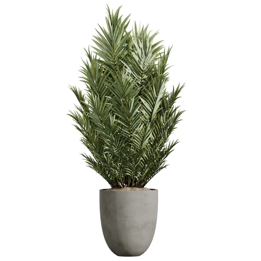 AV Indoor Plants Set 612 Ficus Aspidistra Palm Orange Calamondin Tree Image 5