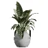 AV Indoor Plants Set 615 Yucca Elephantipes Briful Pachira Ficus Elastica Olive - Thumbnail 5