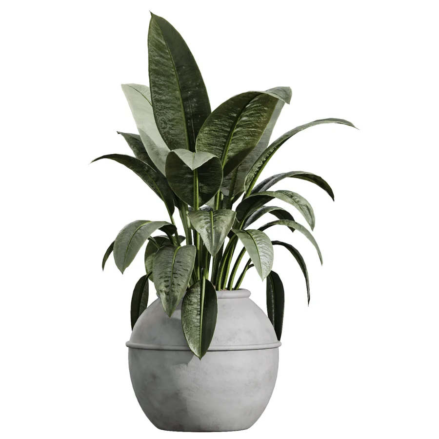 AV Indoor Plants Set 615 Yucca Elephantipes Briful Pachira Ficus Elastica Olive Image 5