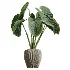 AV Indoor Plants Set 614 Olive Areca Palm Ficus microcarpa Cunjevoi Alocasia - Thumbnail 2