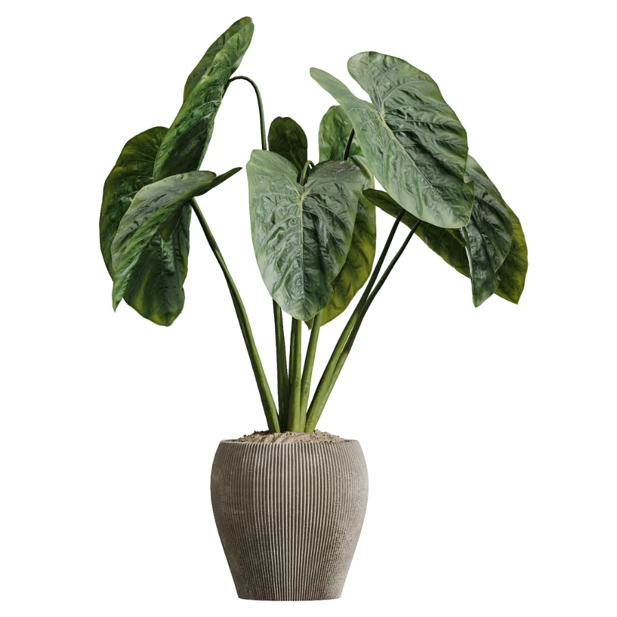 AV Indoor Plants Set 614 Olive Areca Palm Ficus microcarpa Cunjevoi Alocasia Image 2