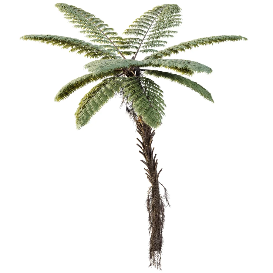 AV Plant Alsophila Spinulosa Fern Tree 01 Image 1
