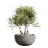 AV Indoor Plants Set 613 Olive Eucalyptus and Chemlali Olive and Ravenala Banana and Lemon Lime Cane - Thumbnail 1