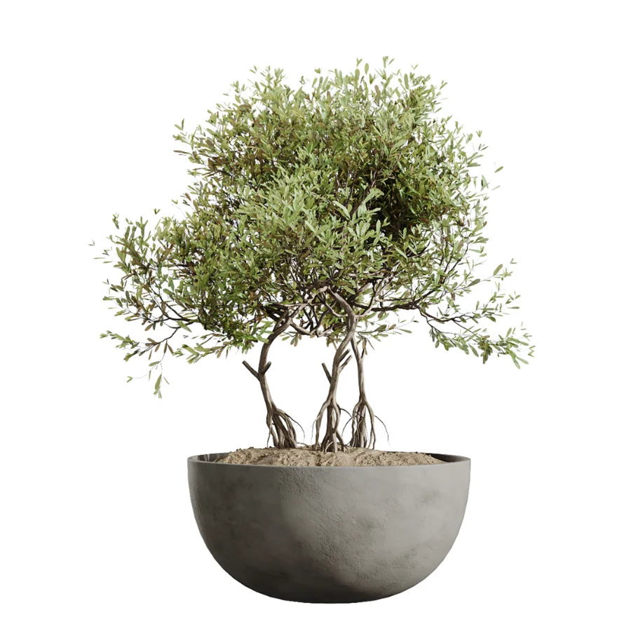 AV Indoor Plants Set 613 Olive Eucalyptus and Chemlali Olive and Ravenala Banana and Lemon Lime Cane Image 1