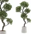 Ornamental Olive Tree-Twisted Trunk - Thumbnail 4