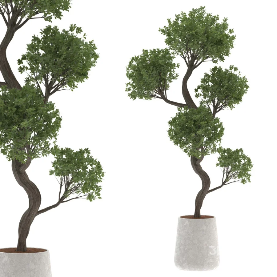 Ornamental Olive Tree-Twisted Trunk Image 4