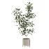 Ficus Benjamina Indoor Plant-set-026 - Thumbnail 3