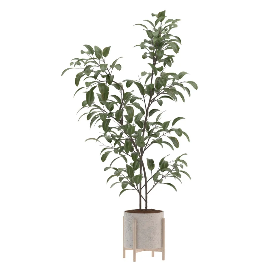 Ficus Benjamina Indoor Plant-set-026 Image 3