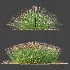 AV Plant Trichophorum Cespitosum Tufted Bulrush Rasenbinse Deer Grass - Thumbnail 6