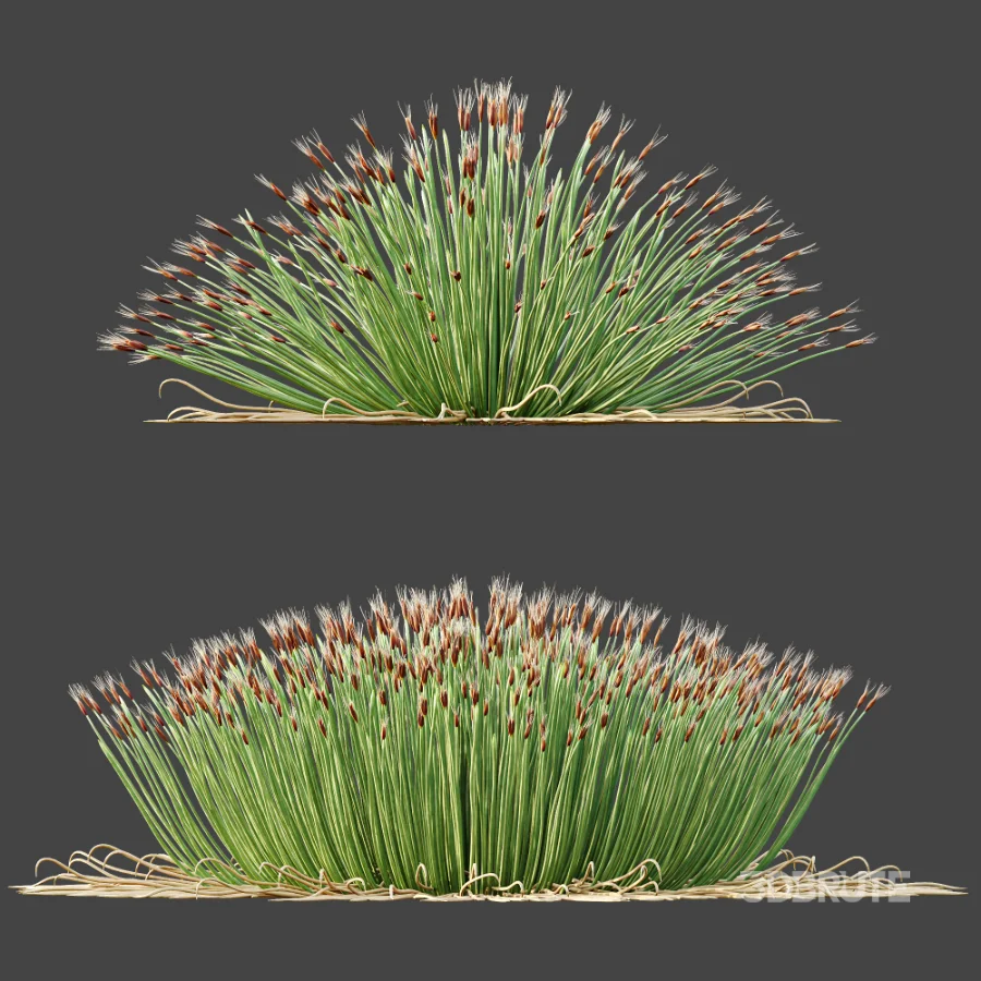AV Plant Trichophorum Cespitosum Tufted Bulrush Rasenbinse Deer Grass Image 6