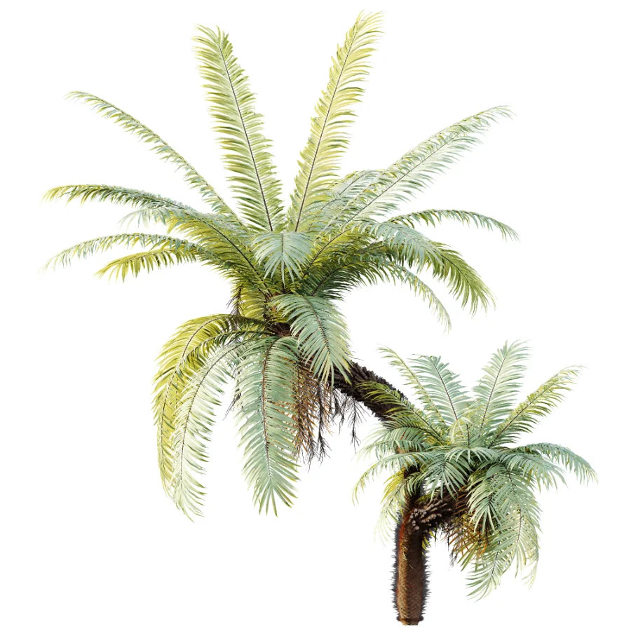 AV Plant Brainea Insignis Fern Palm Tree 02 Image 6