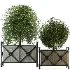 Outdoor Plant 03 – Decorative Planter Trees - Thumbnail 6