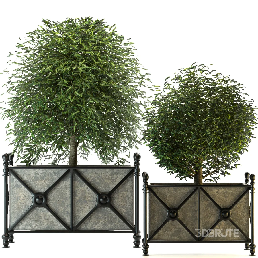 Outdoor Plant 03 – Decorative Planter Trees Image 6