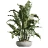 AV Indoor Plants Set 606 Bird Of Paradise Yucca Olive Schefflera Arboricola - Thumbnail 4
