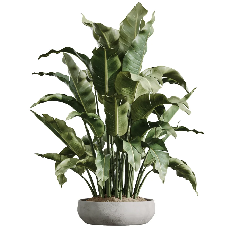 AV Indoor Plants Set 606 Bird Of Paradise Yucca Olive Schefflera Arboricola Image 4