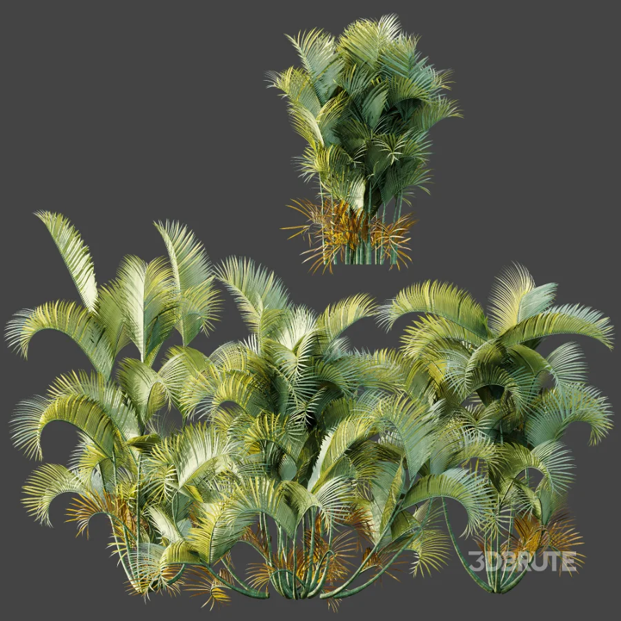 AV Plant Chrysalidocarpus Lutescens Palm Bush 01 Image 8