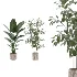 strelitzia-Nicolai-Ficus-Benjamina-Plant-set-028 - Thumbnail 2
