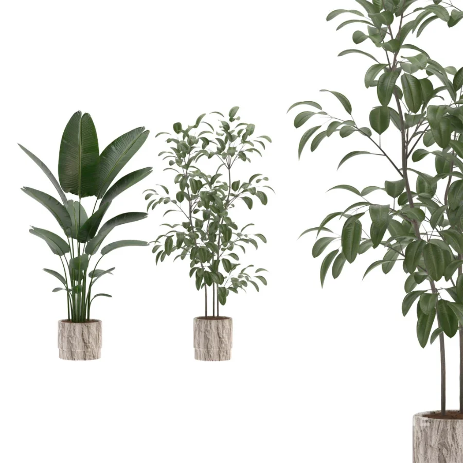 strelitzia-Nicolai-Ficus-Benjamina-Plant-set-028 Image 2