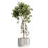 AV Indoor Plants Set 607 Yucca Alocasia Elefantenoh Ficus Marginata Ficus Fig - Thumbnail 4