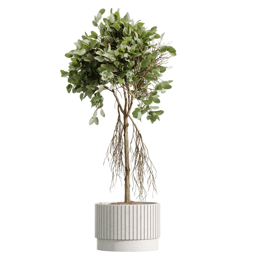 AV Indoor Plants Set 607 Yucca Alocasia Elefantenoh Ficus Marginata Ficus Fig Image 4