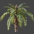 AV Plant Cycas Revoluta Palmfarn Palm Bush 02 - Thumbnail 4