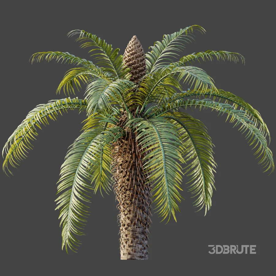 AV Plant Cycas Revoluta Palmfarn Palm Bush 02 Image 4